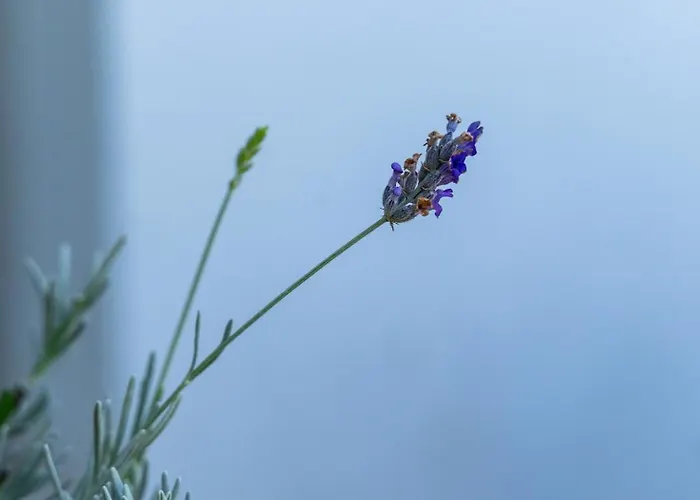 4 Εποχές 칼라브리타